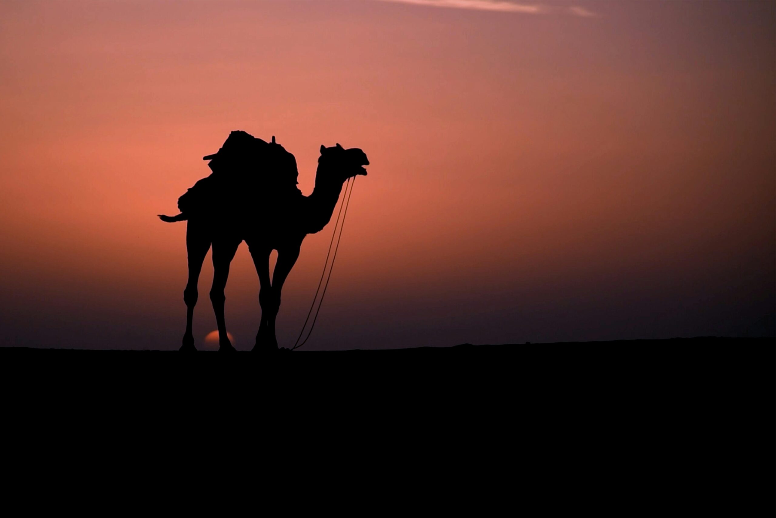 A stunning silhouette of a camel against a vibrant sunset in the Jaisalmer desert.